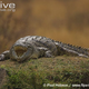 Illustration for article titled Sunday Crocodilian - Crocodylus niloticus Edition